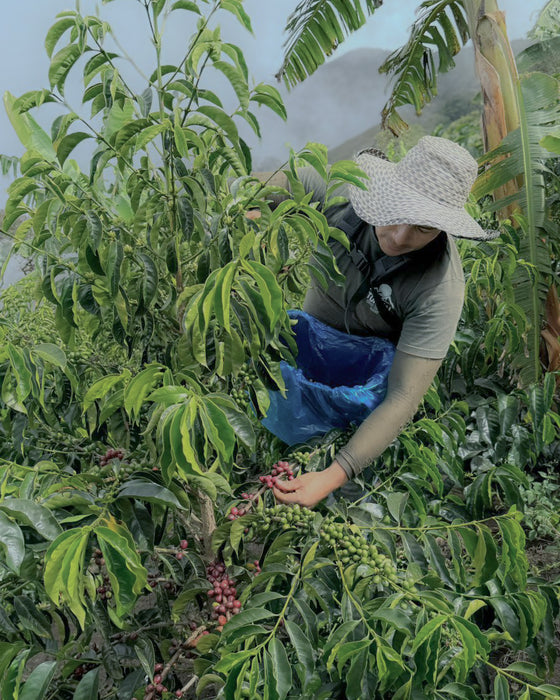 El Turpial Laurina Natural